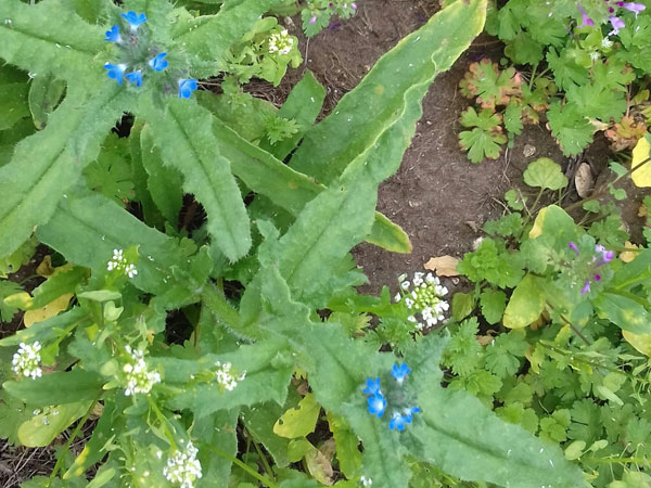 bugloss appears after 40years